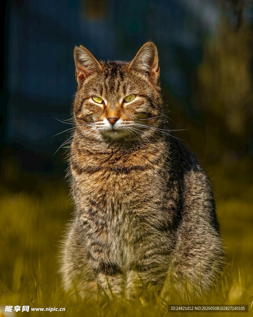 草地上的斑纹猫