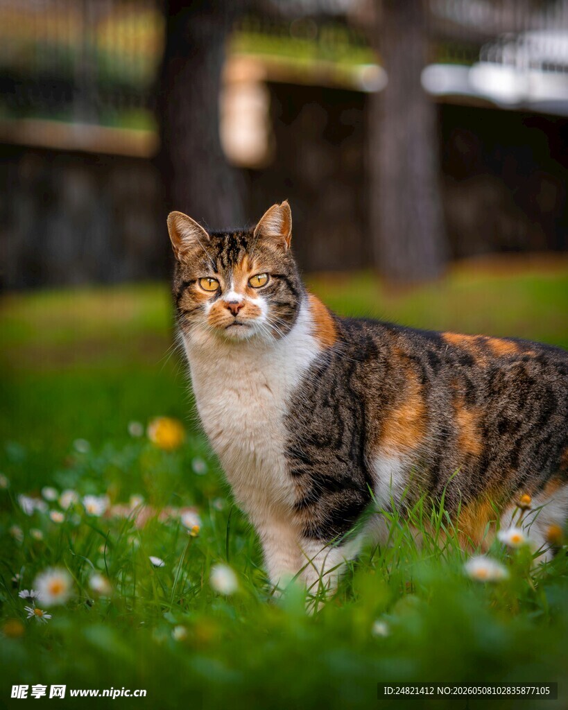 草地上的三色猫咪