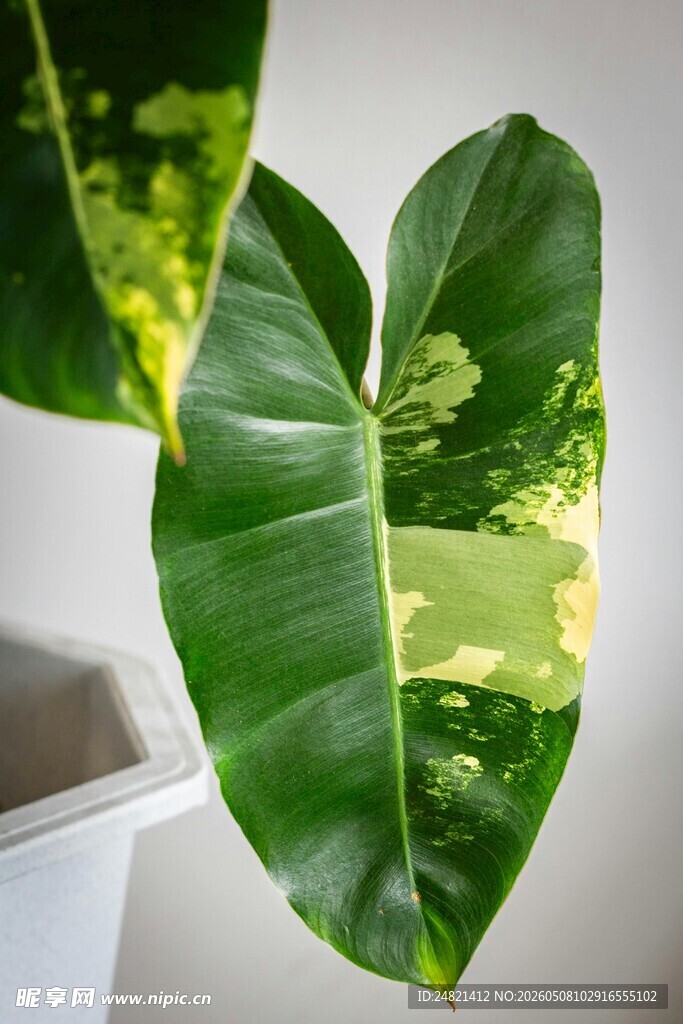 心形绿植叶片特写