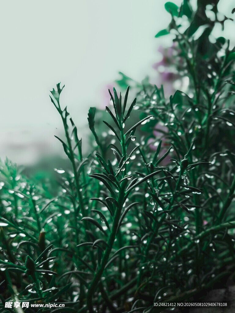 带露珠的翠绿植物