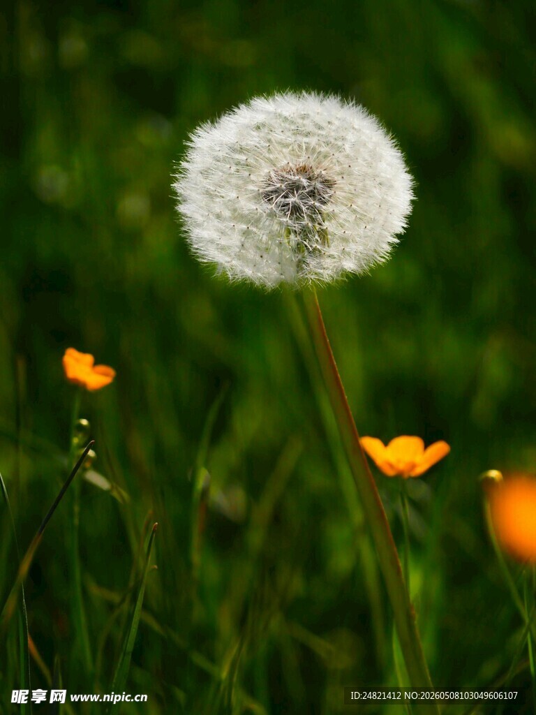 蒲公英与小花的清新景致