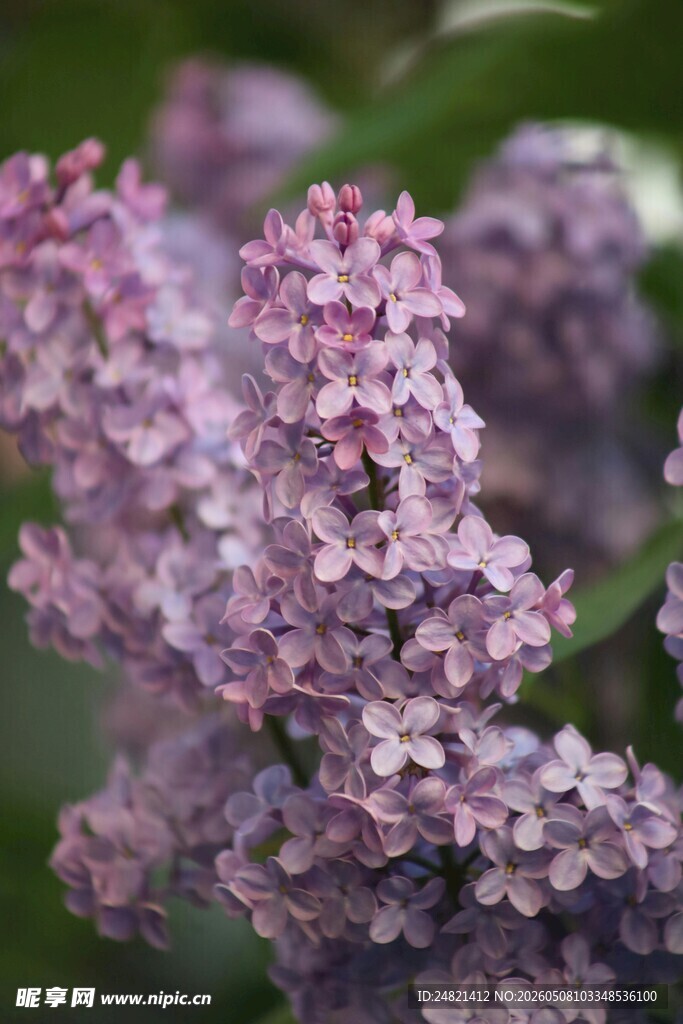 紫丁香花特写
