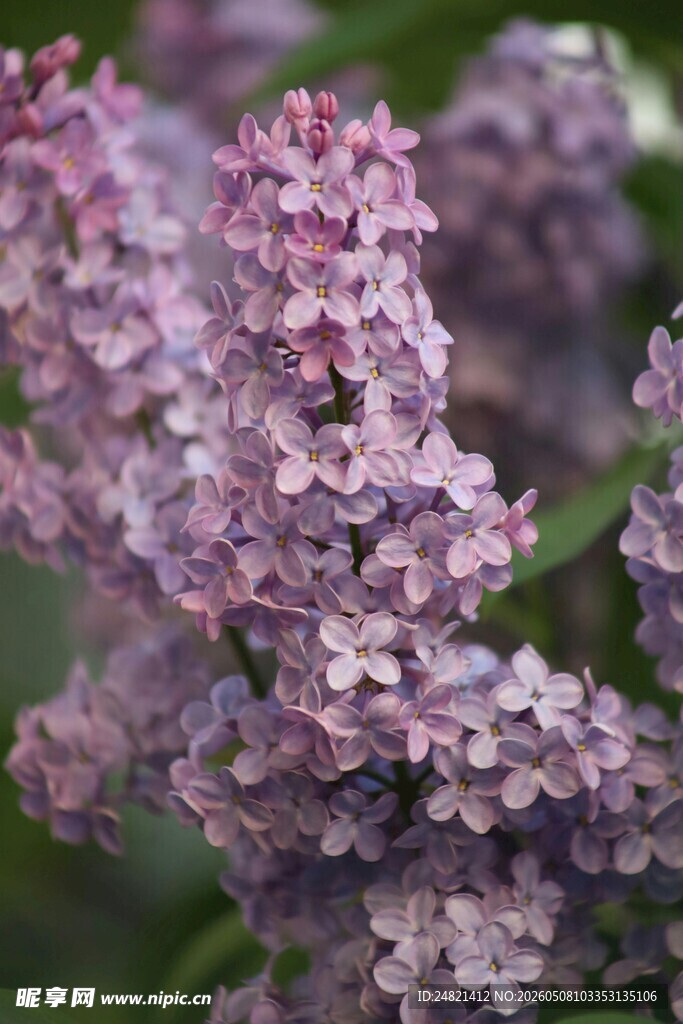 紫丁香花朵特写