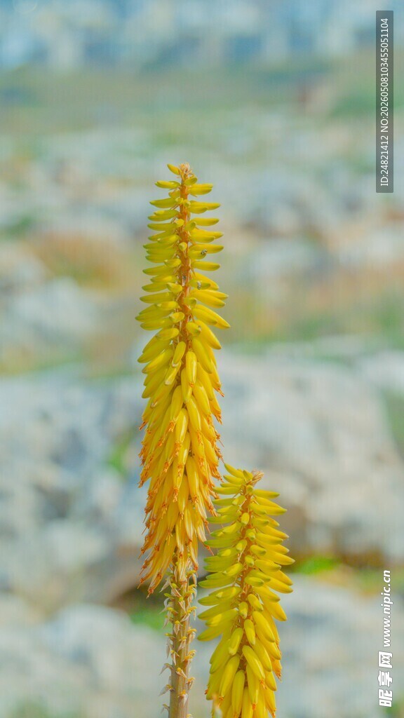 金黄挺拔植物特写