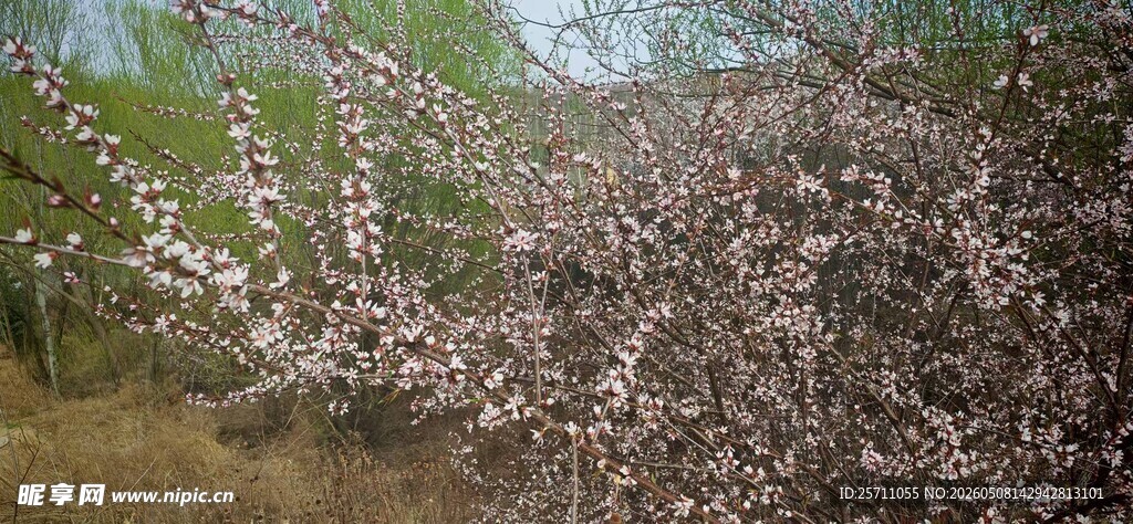 金鸡岭