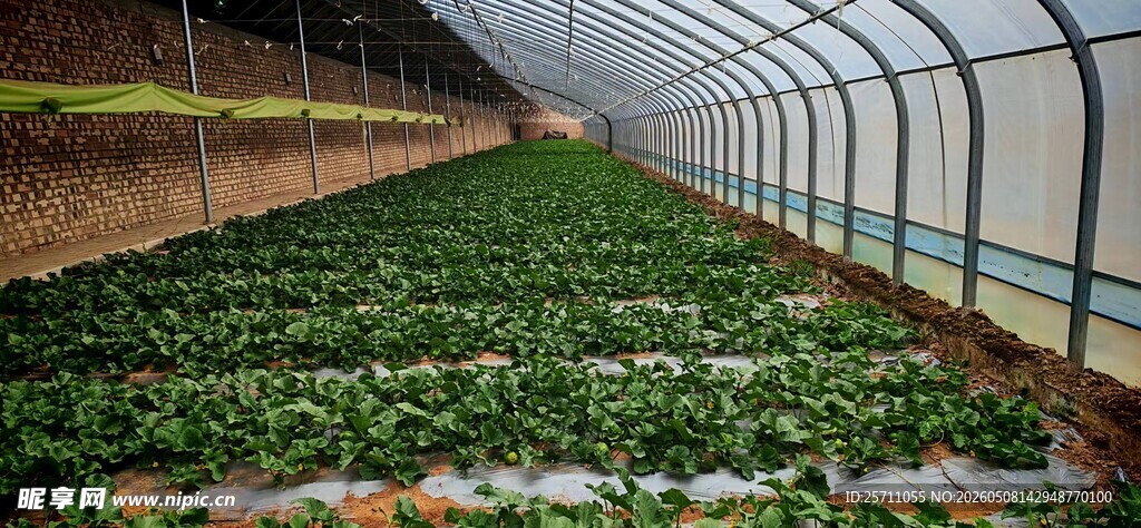 蔬菜大棚
