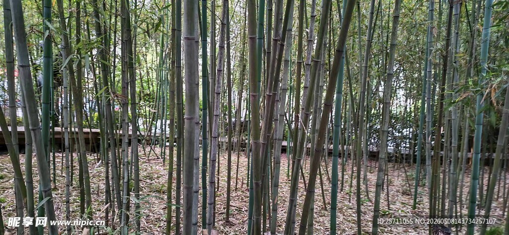 竹林