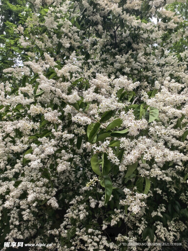 女贞花