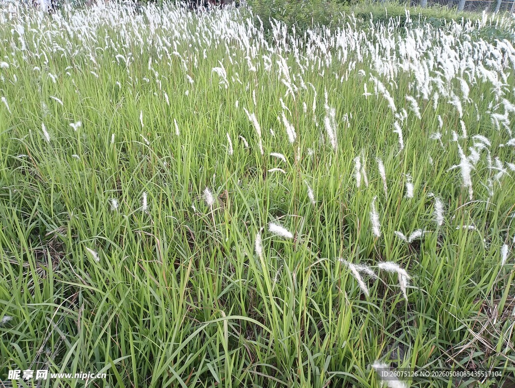 原野上的白色芦苇花