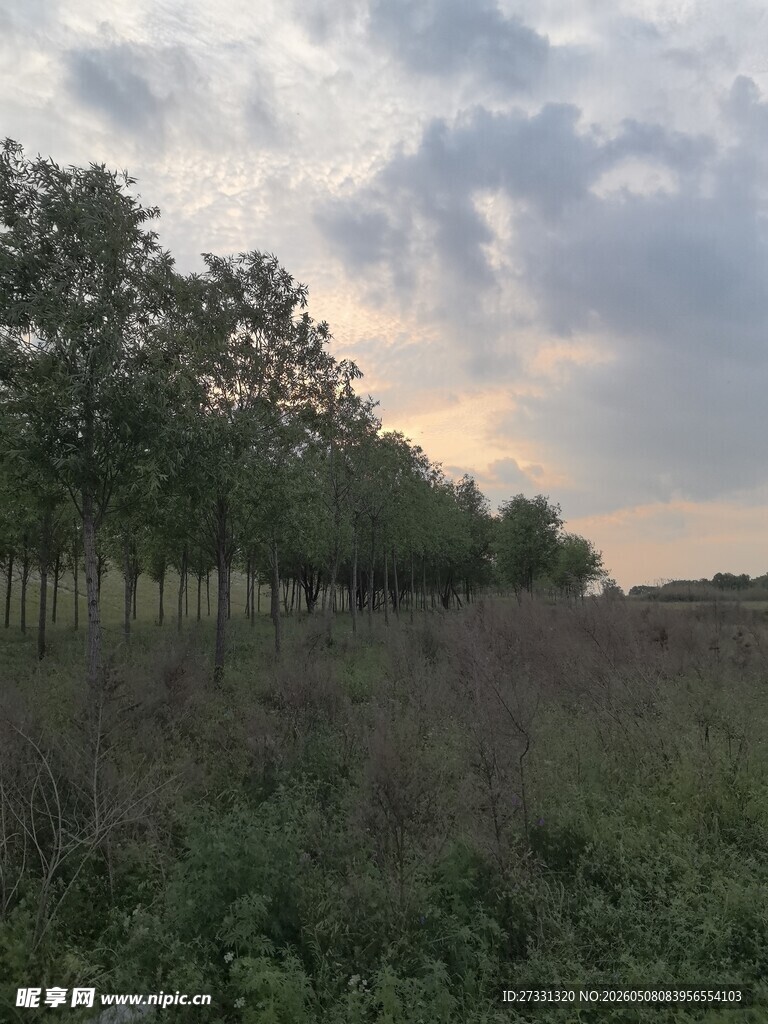 田野树林间的黄昏美景