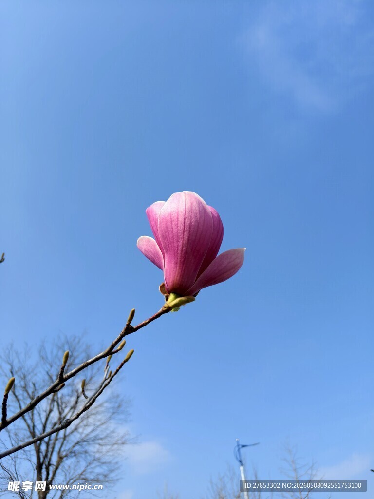 枝头粉玉兰绽放