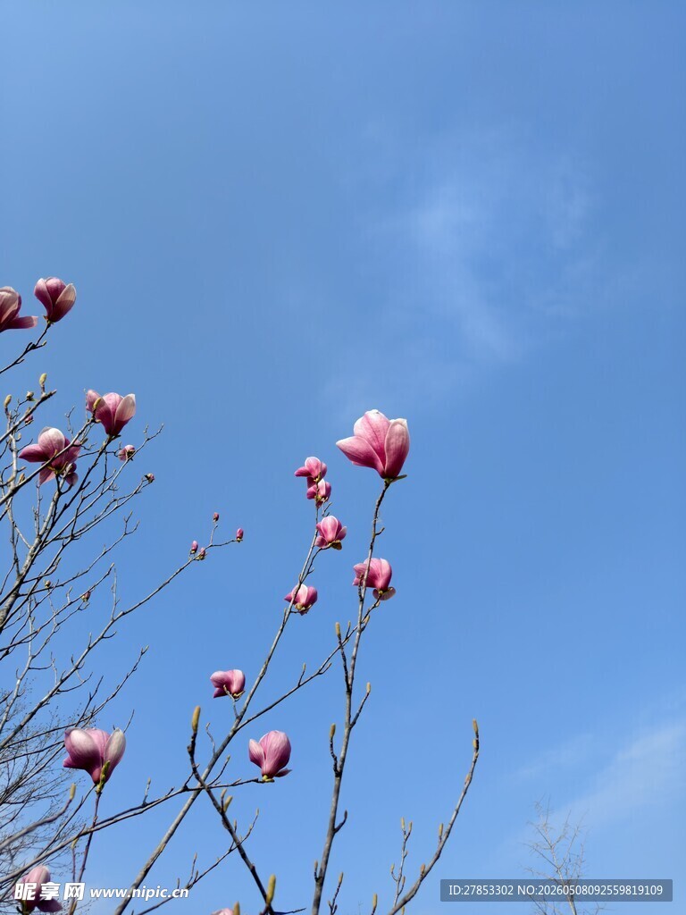 蓝天映衬下的娇艳玉兰花