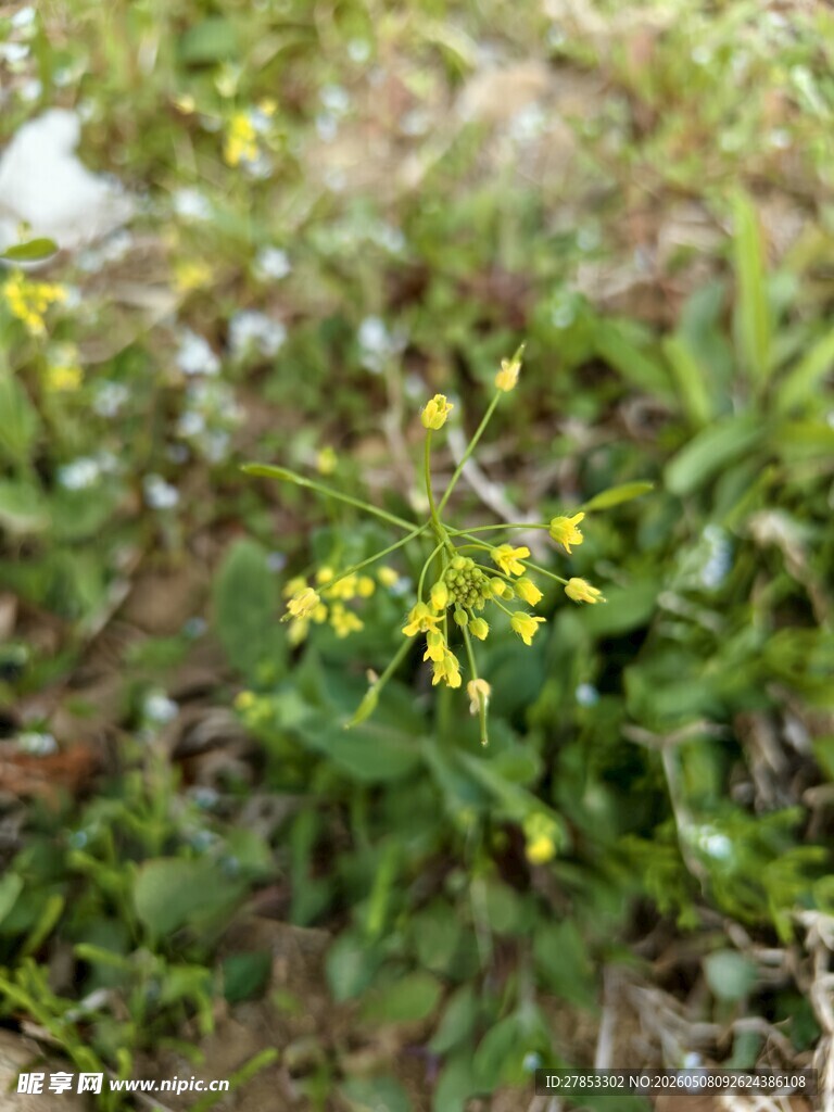 野外黄色小花绽放