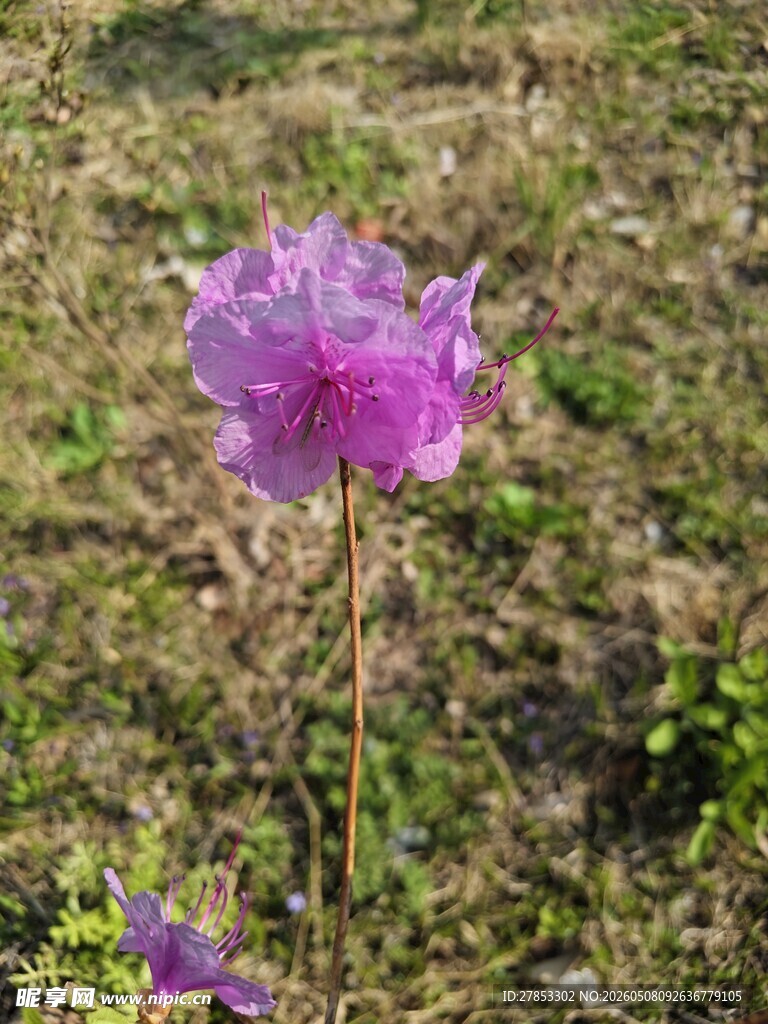 田野中的紫色美丽花朵