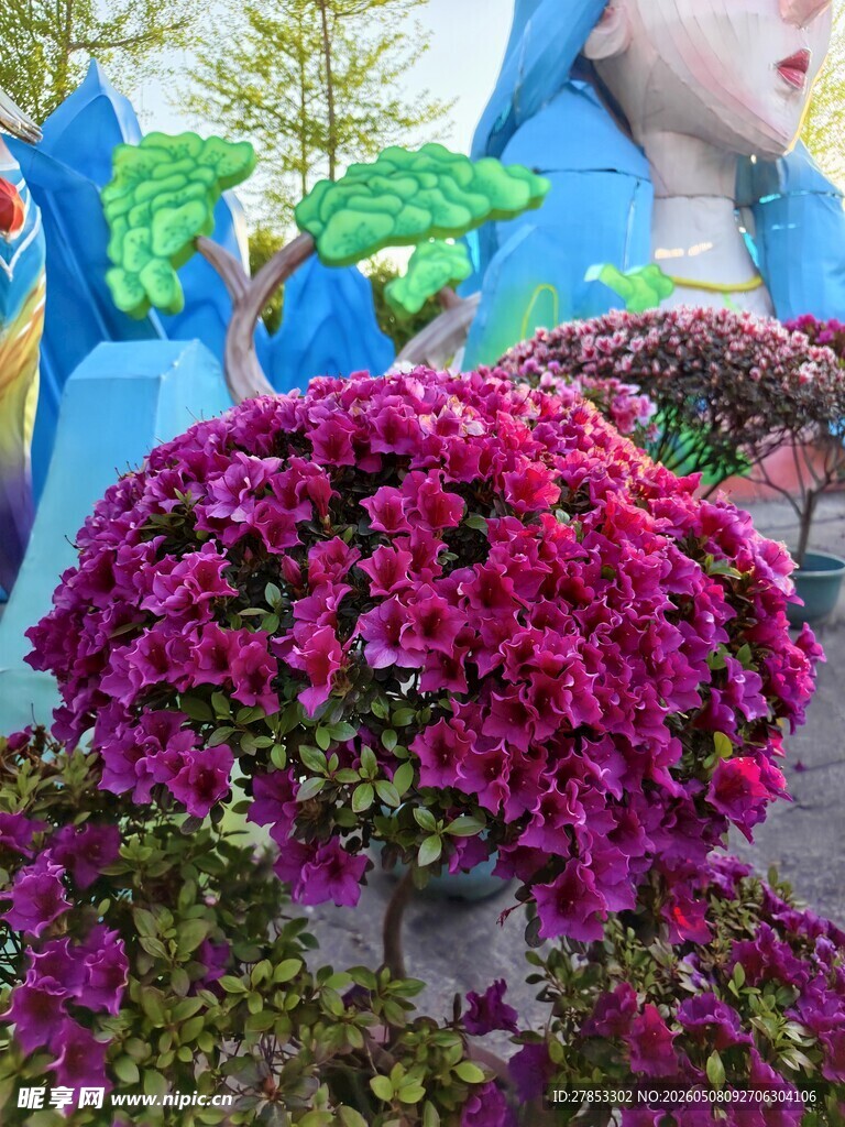 艳丽繁花与背景雕像相映