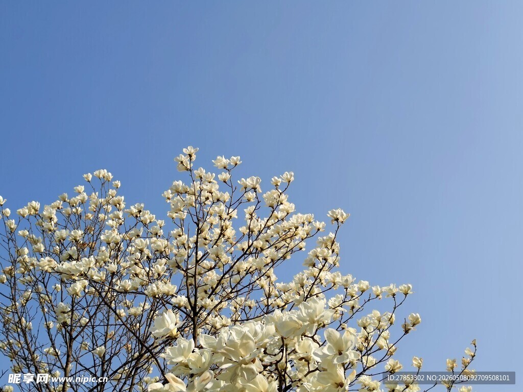 蓝天映衬下的繁花满树