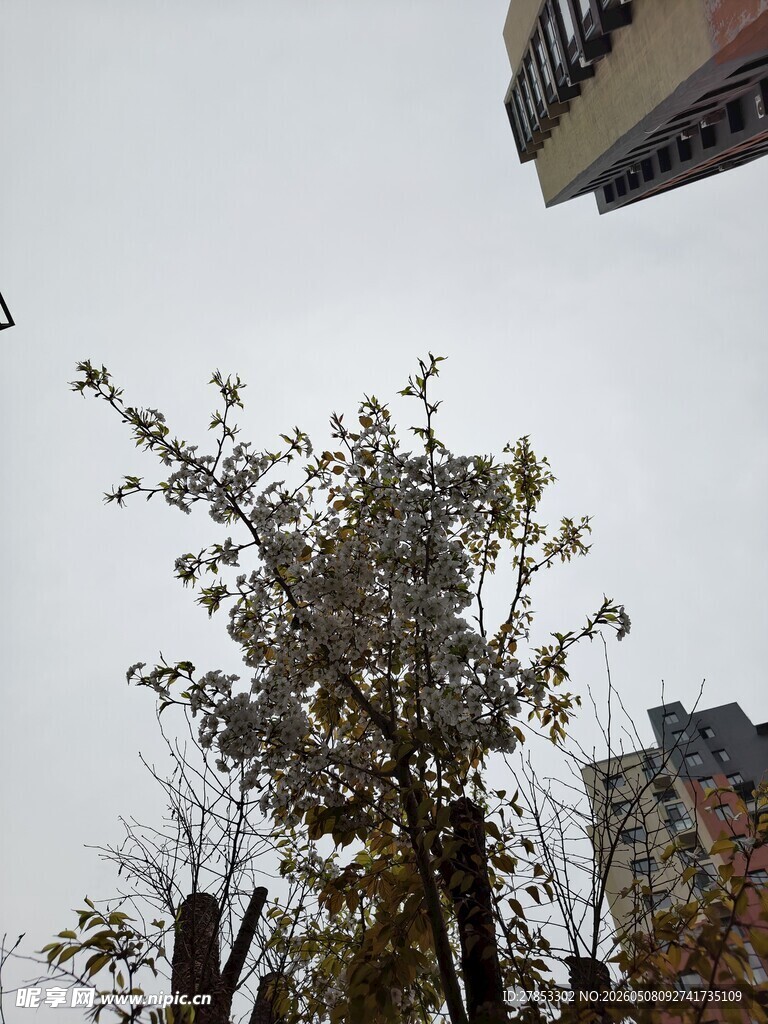 城市中绽放的繁茂树木