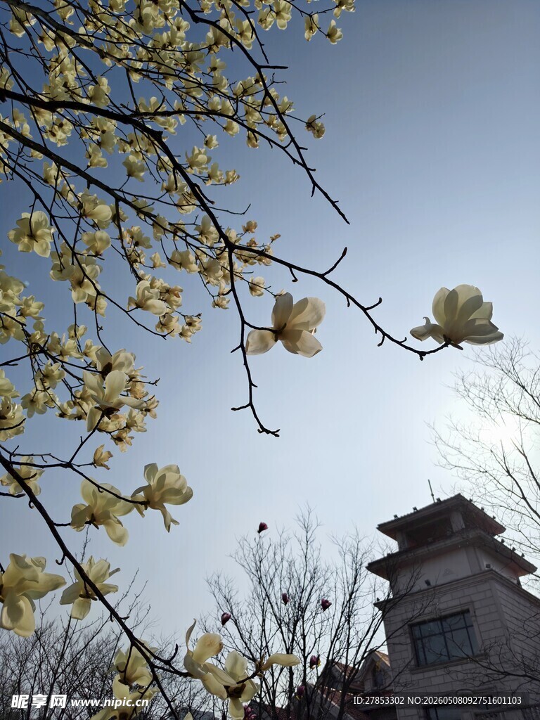 春日繁花映古建筑