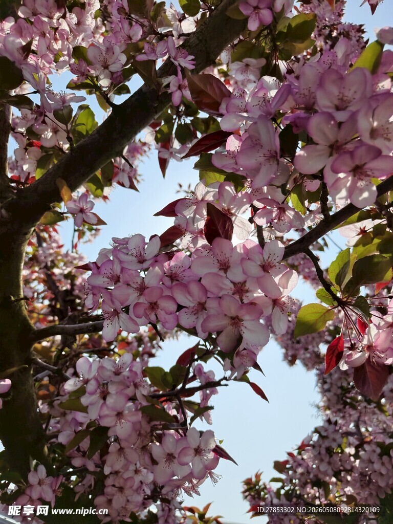 烂漫樱花绽放枝头