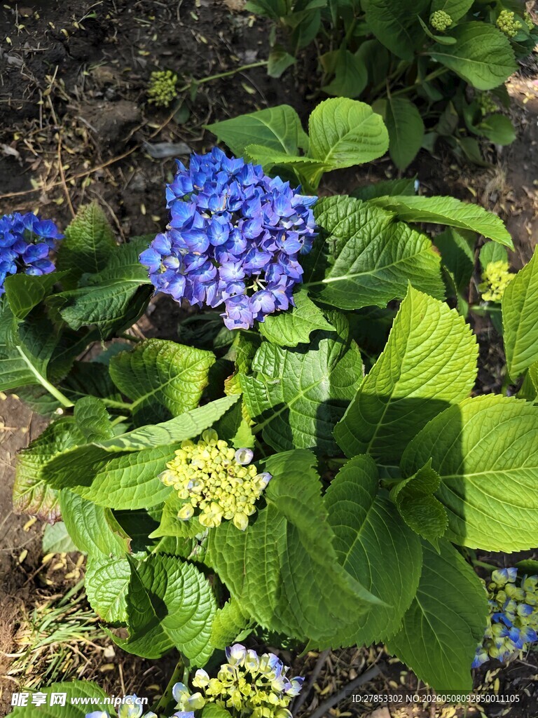 蓝绣球花绽放绿叶间