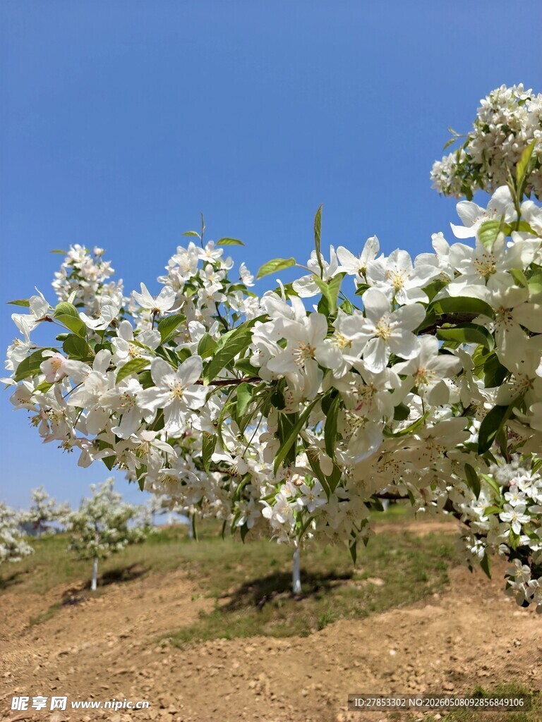 春日繁花盛开的苹果树