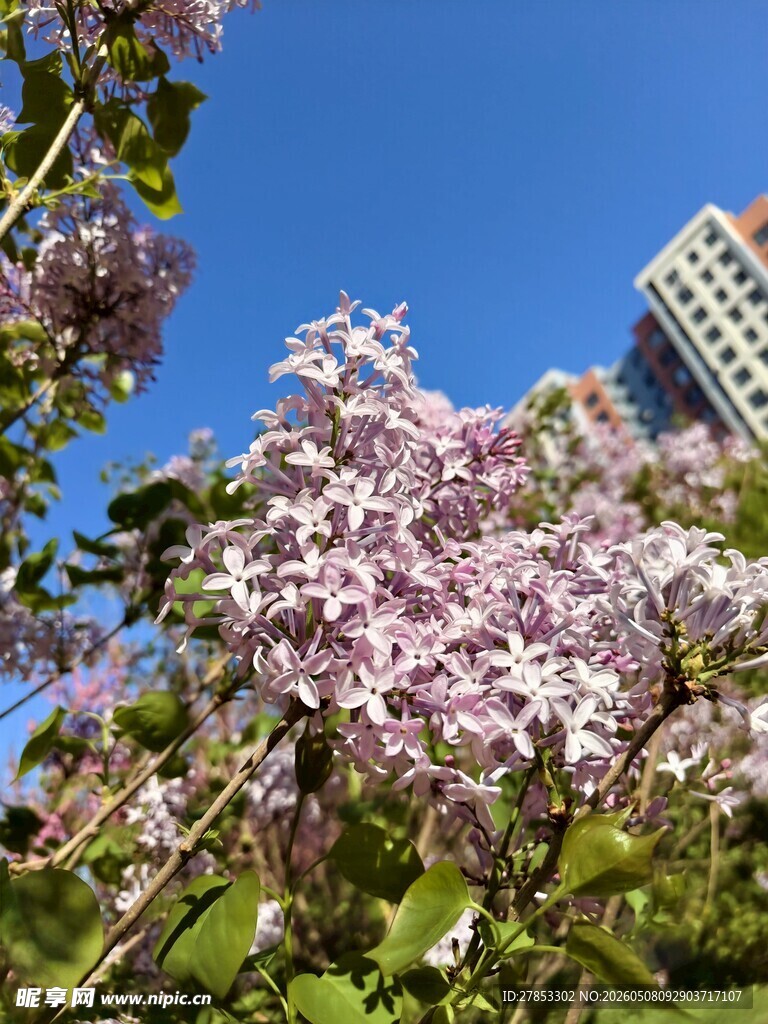 蓝天紫花与高楼