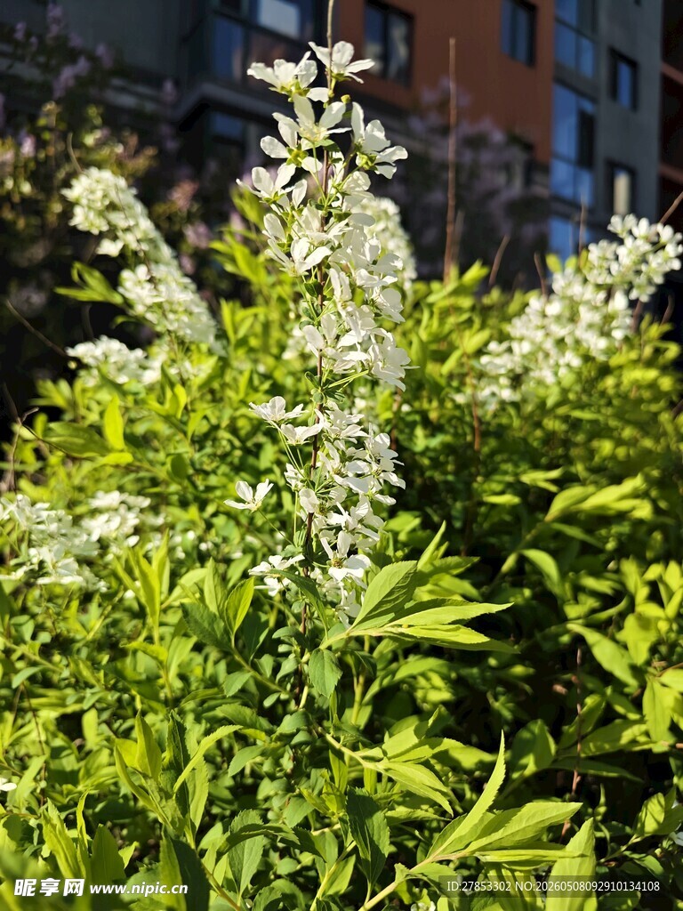 阳光下的繁茂白花植物