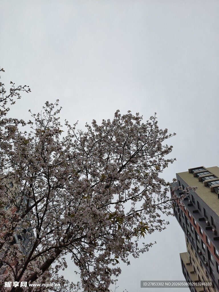 城市中绽放的繁花树木