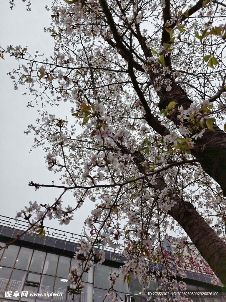 枝头繁花绽