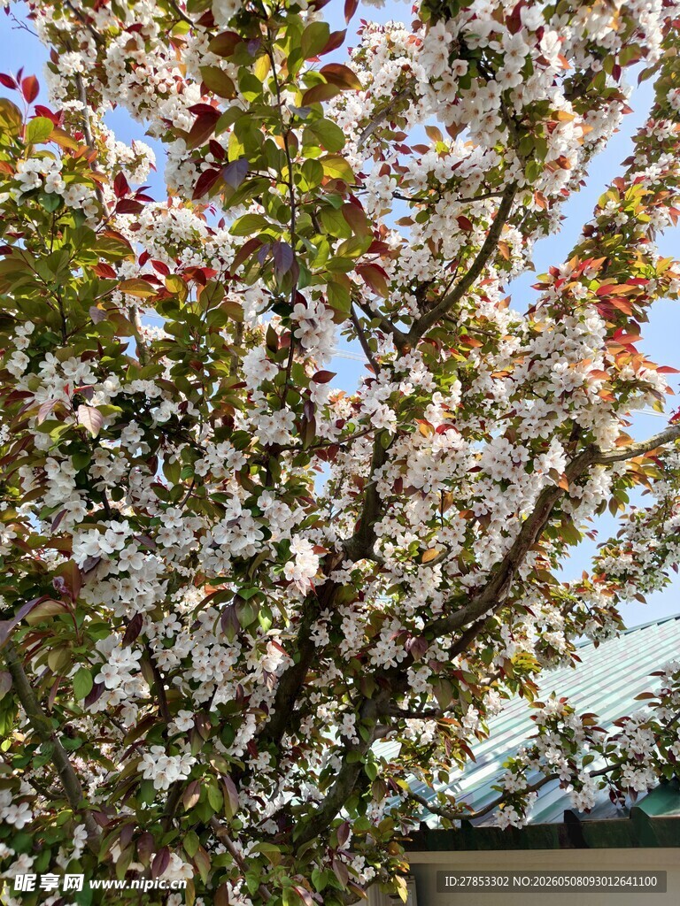 盛开的繁花
