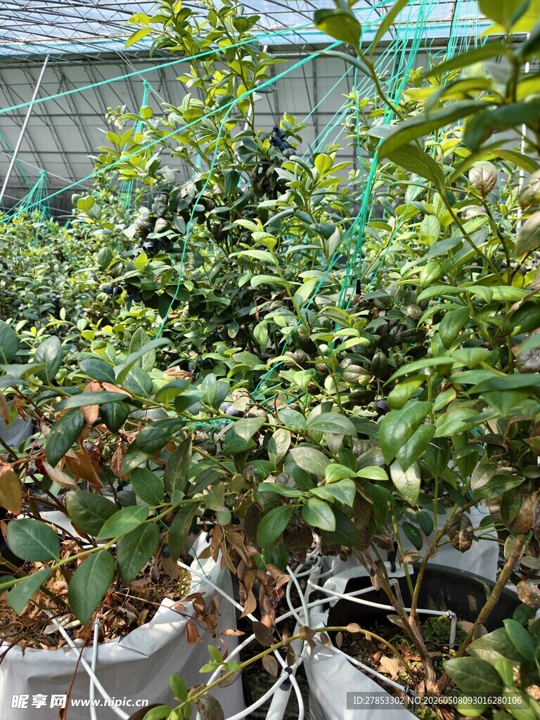 温室中的繁茂植物景观