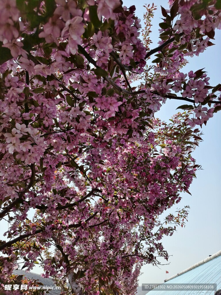 盛开的粉樱花枝