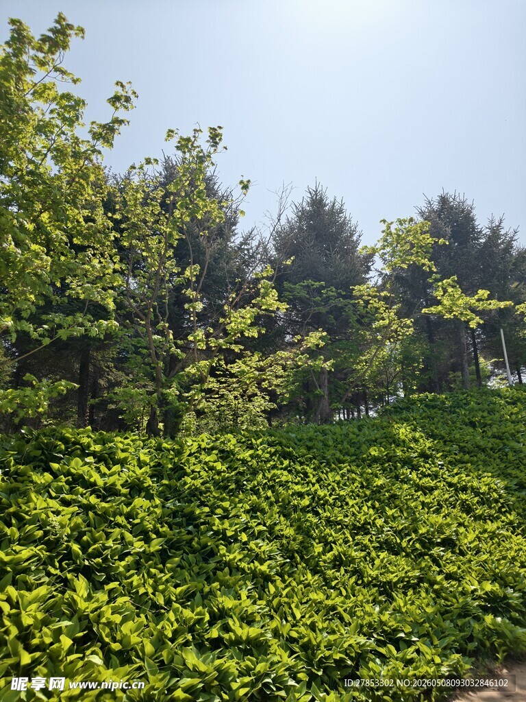 绿意盎然的树林与植被