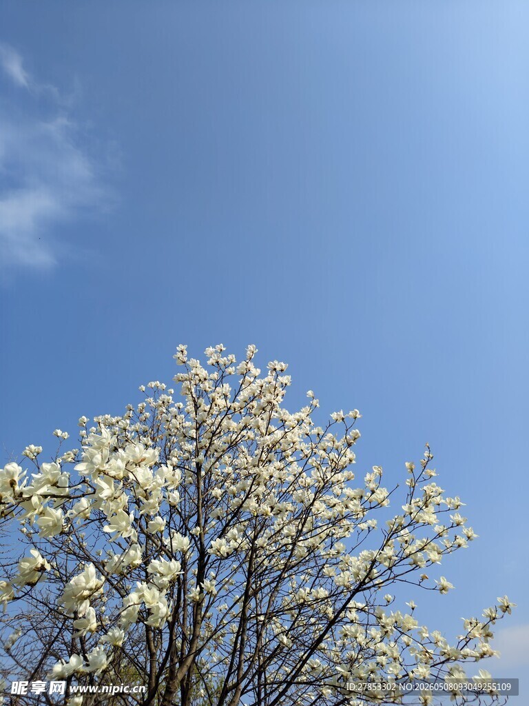 蓝天映衬下的繁花满树