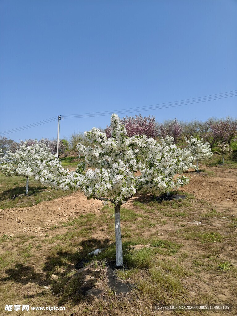 春日繁花盛开的苹果树