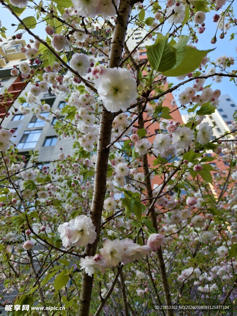 枝头绽放的美丽白色花朵