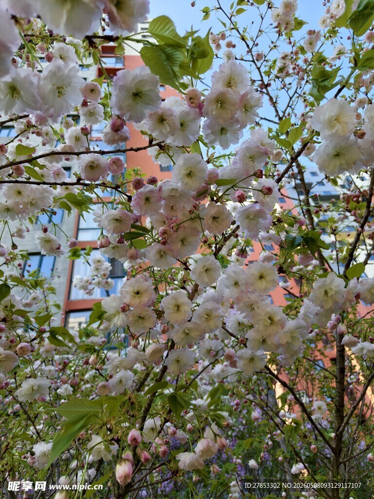 春日烂漫盛开的粉嫩樱花