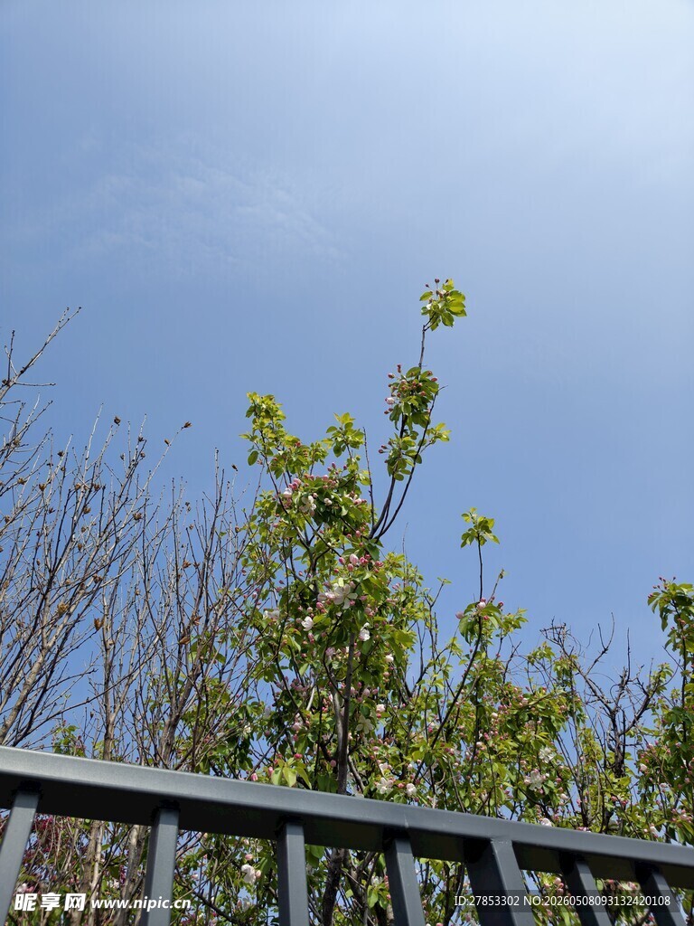 透过栏杆望绿植蓝天