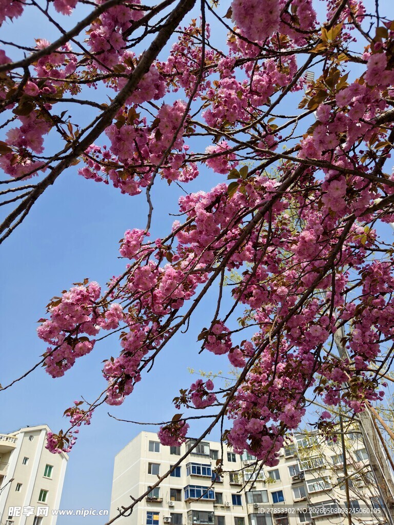城市中绽放的烂漫樱花
