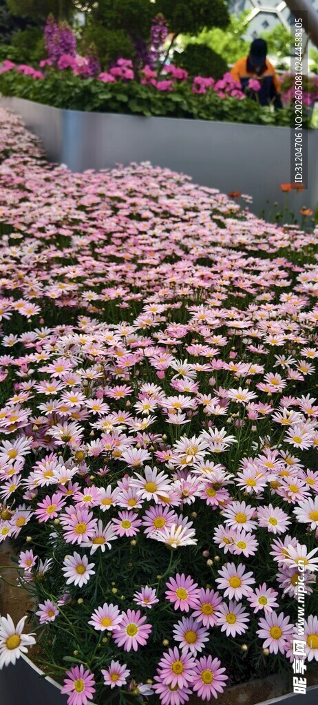 地面铺满粉色落花美景