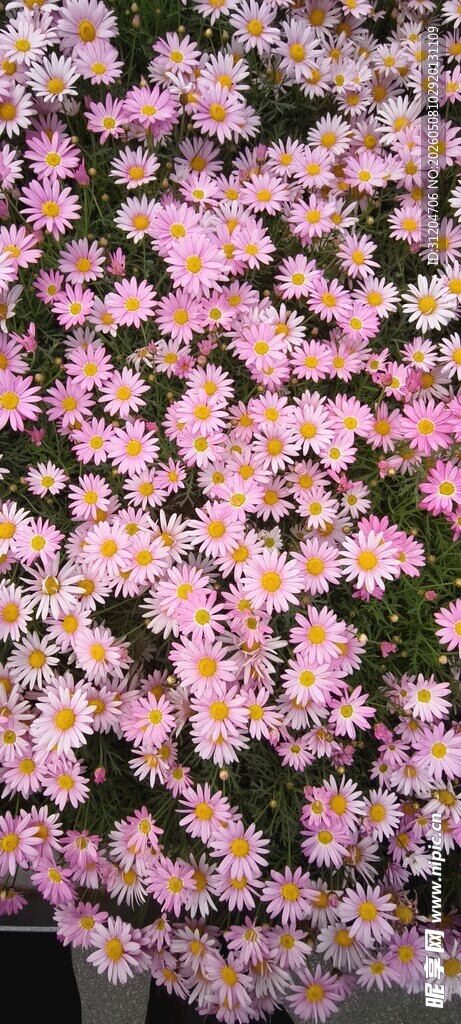 小雏菊