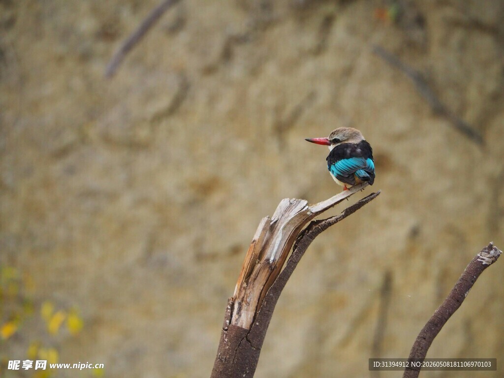 枝头翠鸟
