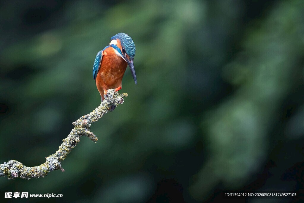 栖息枝头的彩色小鸟