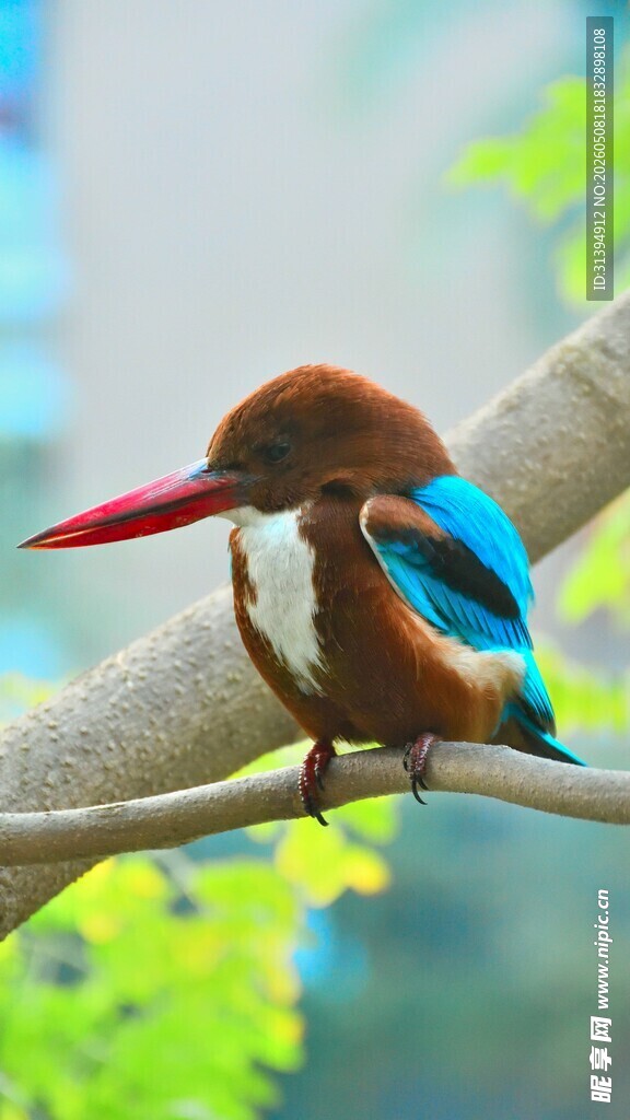 枝头彩羽鸟