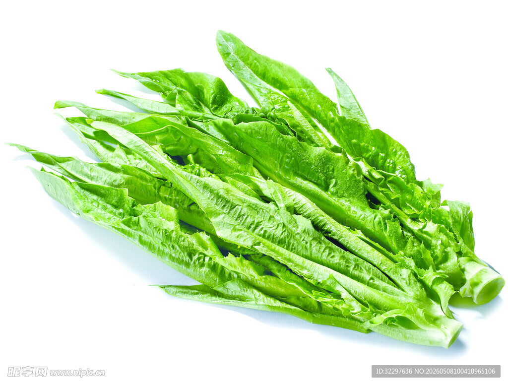 油麦菜