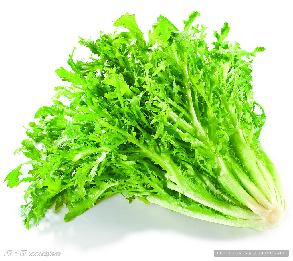 新鲜嫩绿苦苣菜