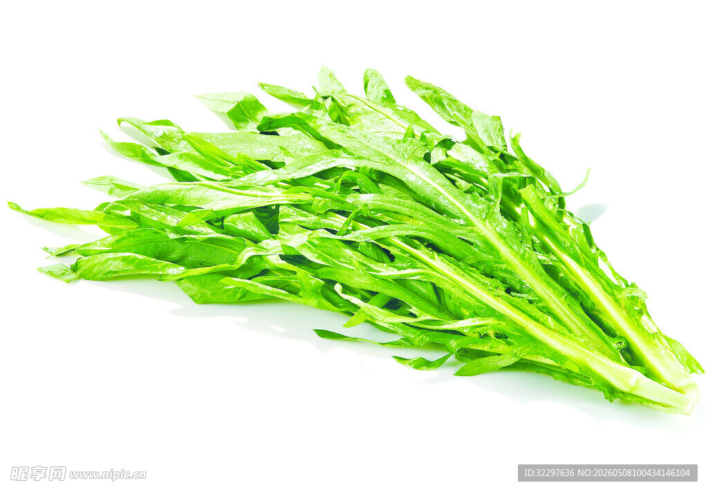 苦麦菜