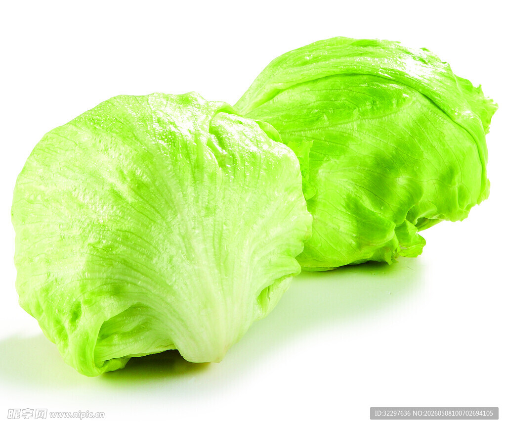 球生菜