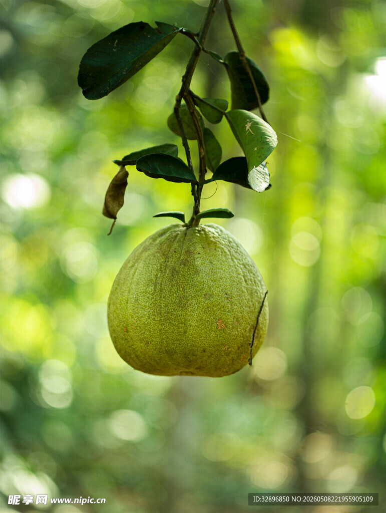 枝头青梨挂