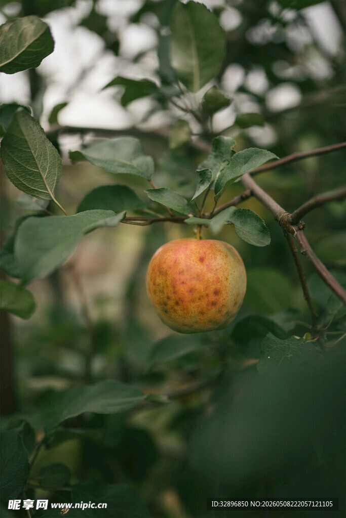 枝头的成熟杏子